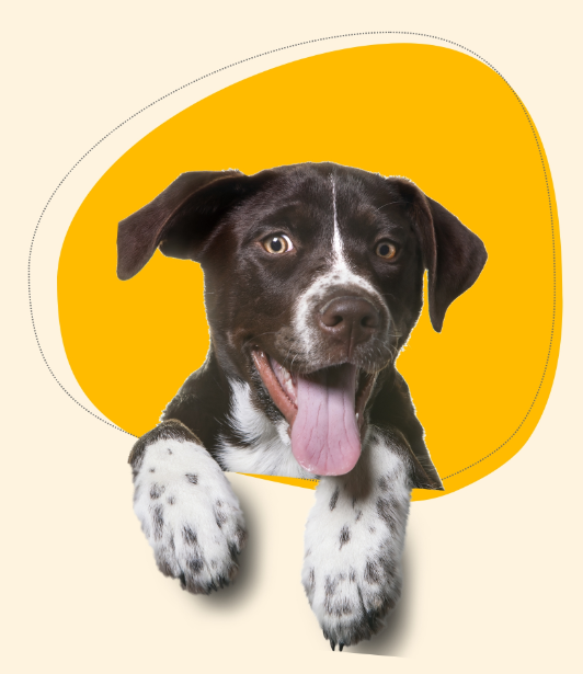 Perrito con la lengua afuera - Pet Print