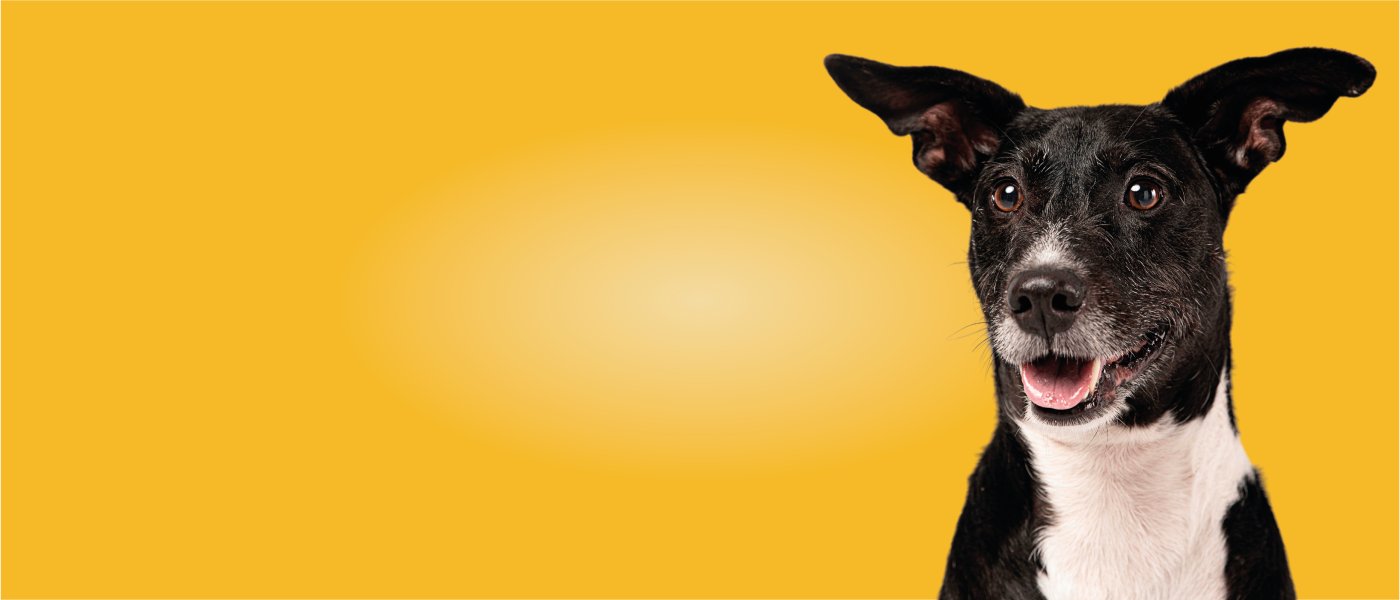 Perrito sonriendo con fondo amarillo - Pet Print Banner