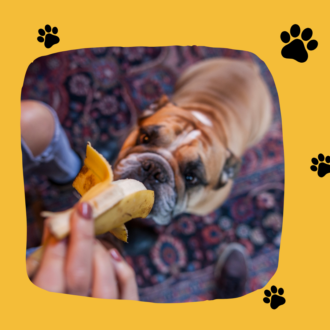 Perro comiendo comida natural junto a totebag personalizada con frutas y verduras, promoviendo alimentación saludable para mascotas