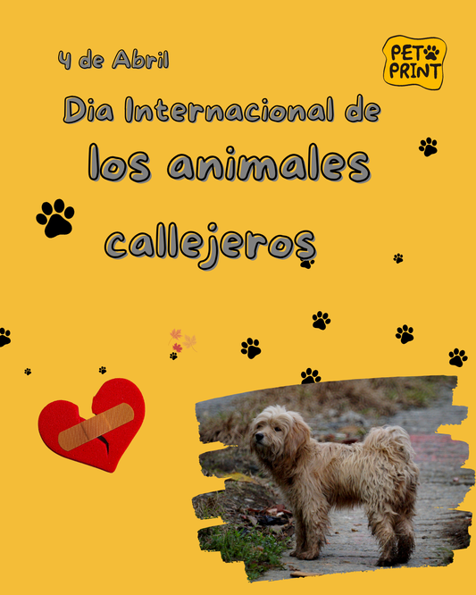4 de Abril: Día Internacional de los Animales Callejeros🏡🐶🐱