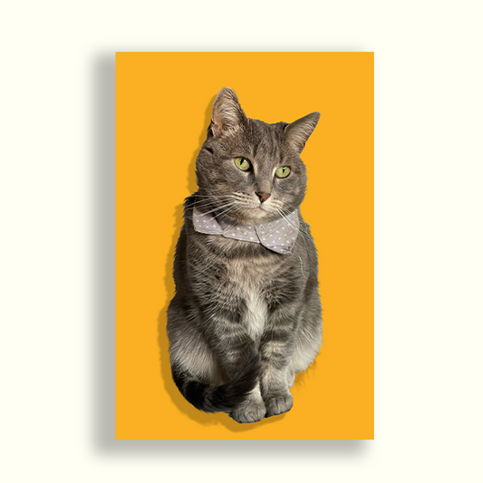 Gatito gris con fondo amarillo